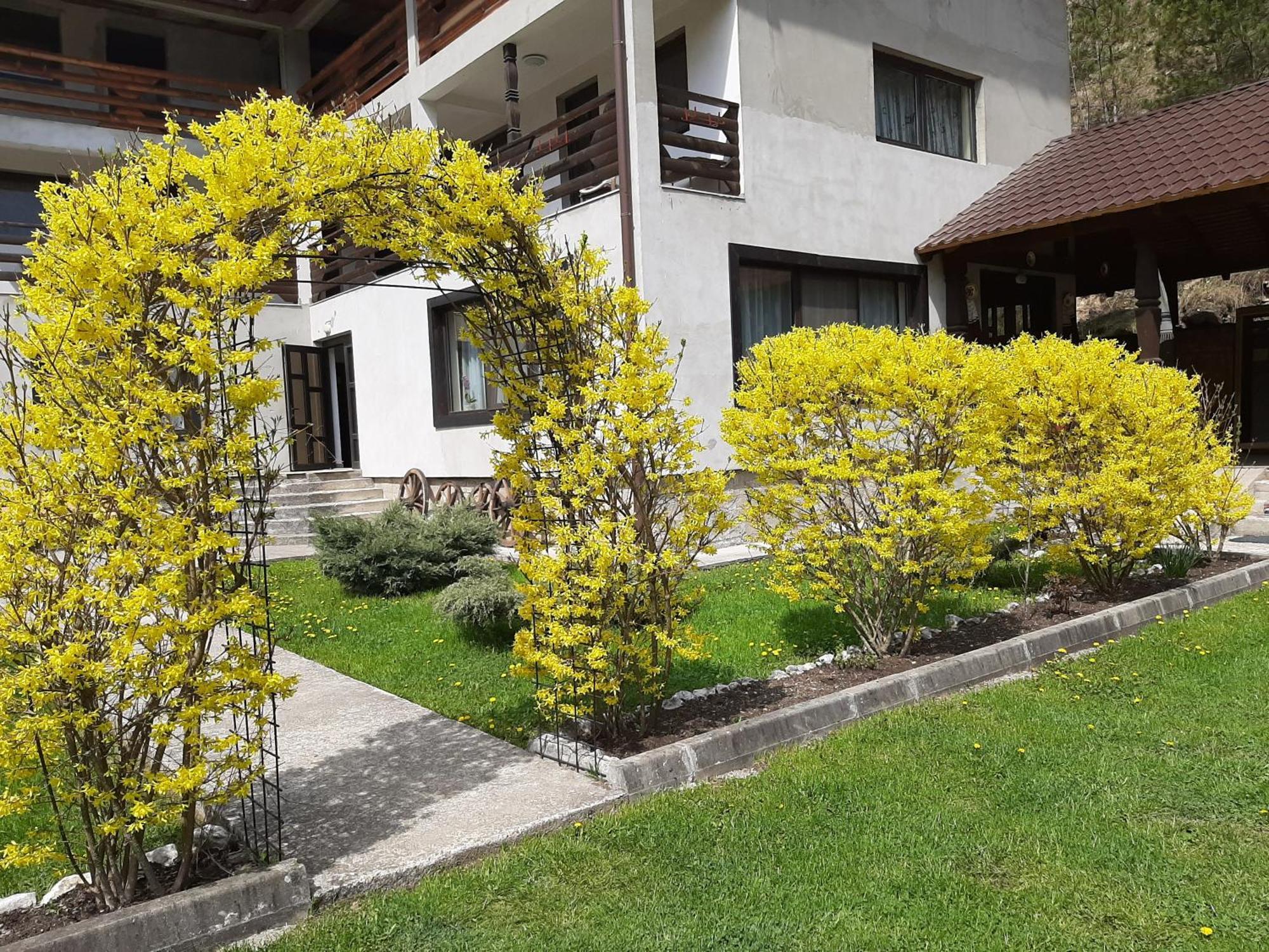 Pensiunea La Rachitele Exterior foto